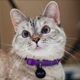 Nala The Cat Portal $NALA