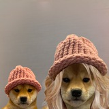 dogwifmom