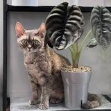 Green room. Пикси и зеленая комната🌱🐈‍⬛