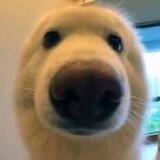 boopthecoin