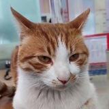 橘猫的一生 Orange Cat Life