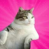 FatCatTombili Portal