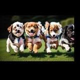 I love puppies | Entry