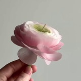 Buton.candle
