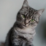 Poseidon Cat