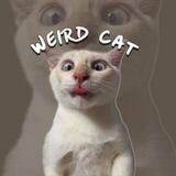 Weird Cat Portal
