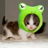 PEPE CAT PORTAL