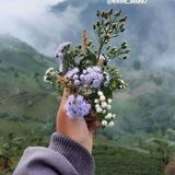 ارتعاش اسم نام نیکو