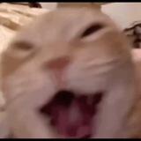 Bullying Cat