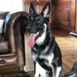 Major (Joe Biden's dog) $MAJOR