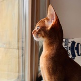 Chekhov the Cat