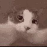 Kissing Cat | Portal