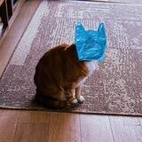 Ansem'sCatWifBag - $Hobbag