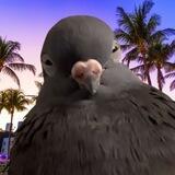 COO COO MF