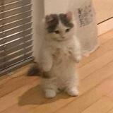 Standing Cat Portal