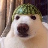 Melon Dog Portal