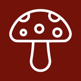 muscarita 🍄 Fliegenpilz Microdosing Amanita Muscaria
