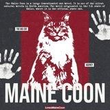 MAINE COON FREE RENT BOSS KUU