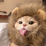 Lichi the cat