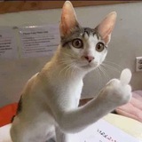 FLIPCAT