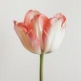 $Tulip Coin