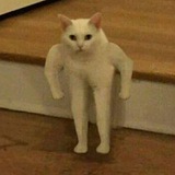 LEGS