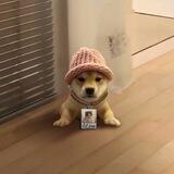 Dogwifmichi - $wifmichi