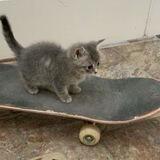 SKATECAT | PORTAL