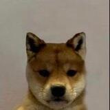 ACHI | The WIF Dog