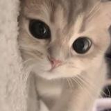Kitten .. ☾