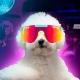 $DD - Dancing Dog (SOL)