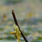 🐸Пролетая над гнездом лягушки🐸21+