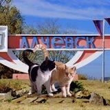 🐱 МурЧат Алчевск | Перевальск