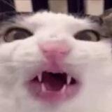 Crunchcat 🐈🐾