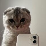 SelfieCatCoin $SELFIE