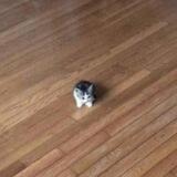smol cat portal