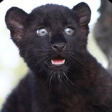 Luna the Pantera