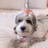 UNIDOG CTO