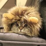 LionCat $LC | Portal