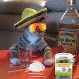 EL CINCO DE MEOW - PORTAL