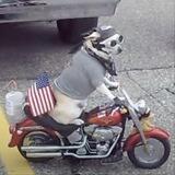 MOTO DOG $TOBI 🏍️🐕
