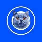 Blueberry Cat