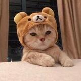 BEAR CAT $BEAR