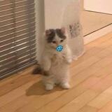 Baby Michi portal