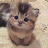 CATME Global