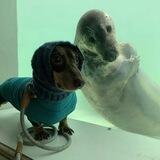 dogwifseal Announcements / Verify