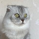 Аделинины Шалости🩶🤍🐈