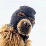 $SKI Mask Dog - CTO Portal