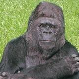 Koko
