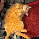 CheezIt Cat [Portal]
